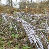 Opis giganta sorte maline ili ponos rusije